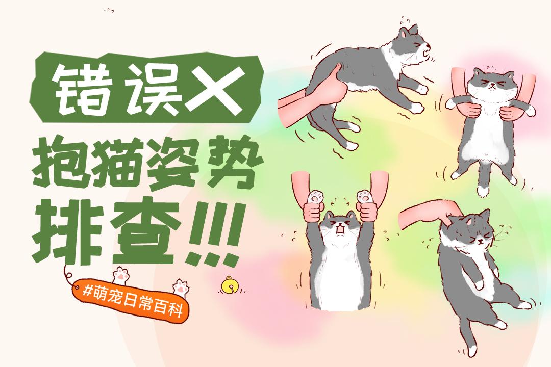 错误抱猫姿势排查!家有萌宠的铲屎官注意啦