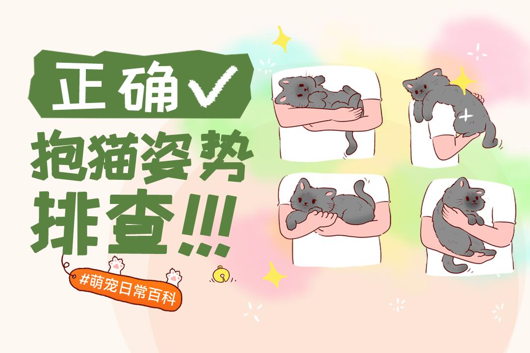 这几种正确抱猫姿势！铲屎官们赶紧码住~