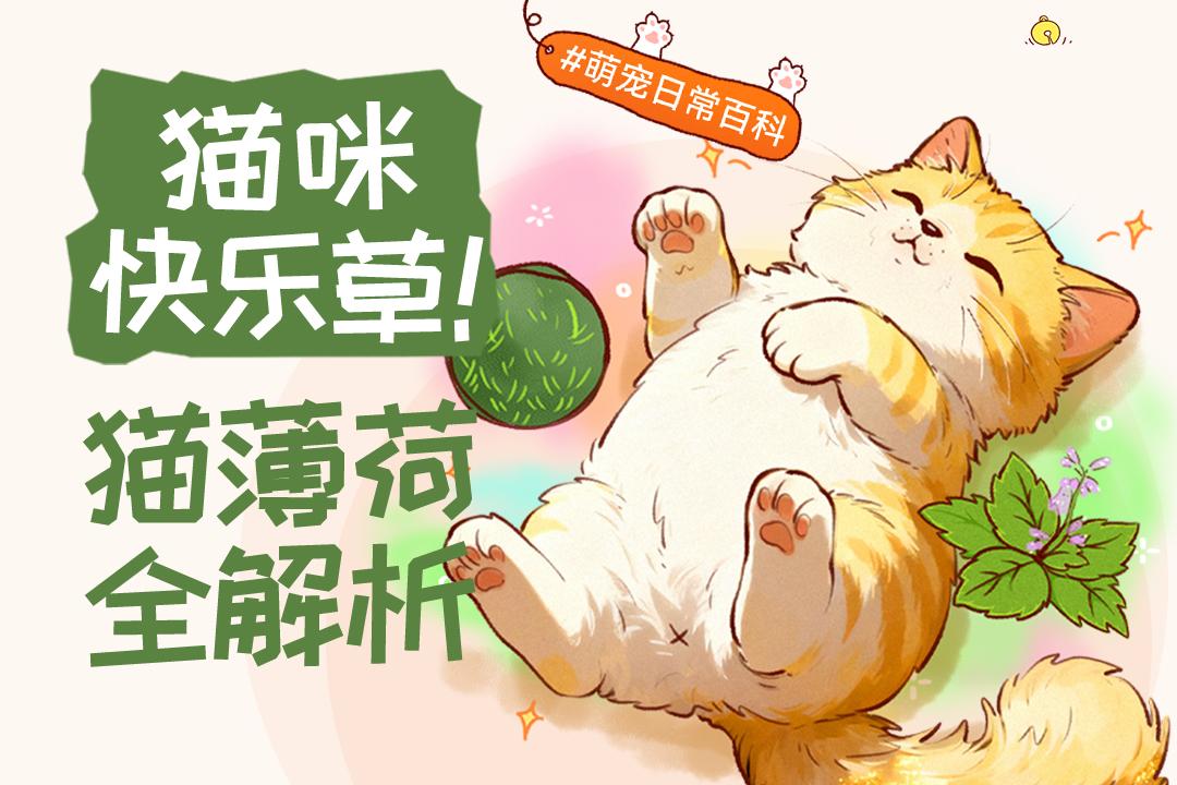 猫咪“快乐草”！关于猫薄荷的全解析~
