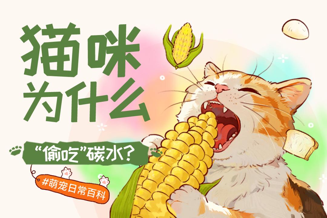 猫咪为什么“偷吃”碳水?答案让人意想不到!~