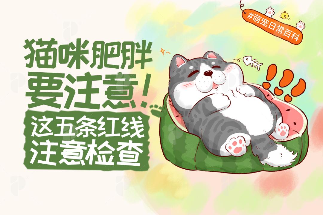 猫咪肥胖要注意！家有胖猫这5条红线在家即可自行检查~