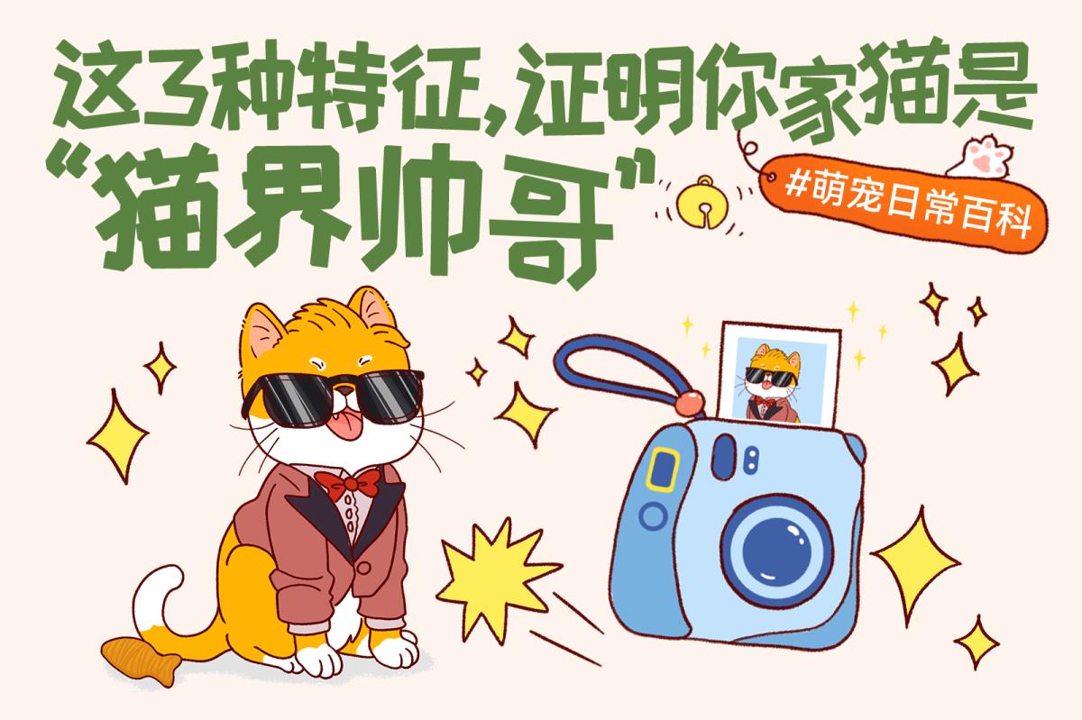 猫咪什么特征更容易被称为“猫界帅哥”？