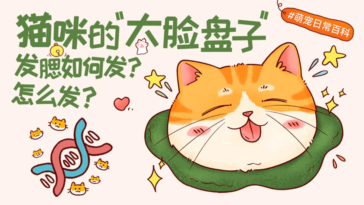 猫咪发腮是什么？公猫发腮原因与科学护理方法