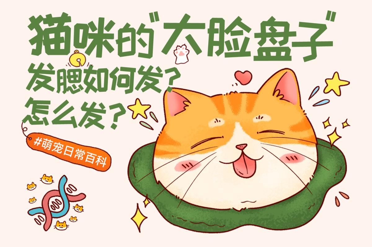 猫咪发腮是什么？公猫发腮原因与科学护理方法