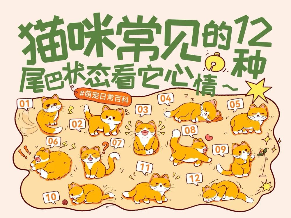 猫咪 12 种尾巴状态全解析！1 分钟读懂主子心情（养猫人必看）