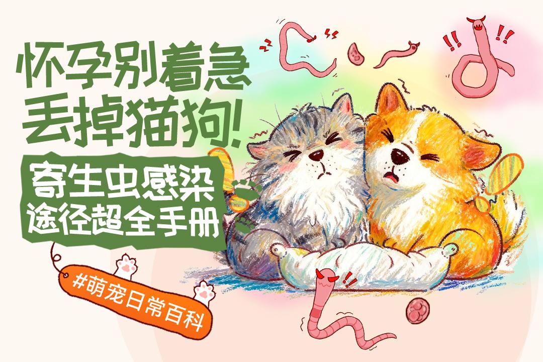 怀孕别着急丢掉猫狗!寄生虫感染途径要了解