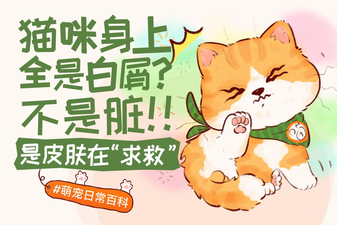 猫咪身上全是白屑？不是脏！是皮肤在求救