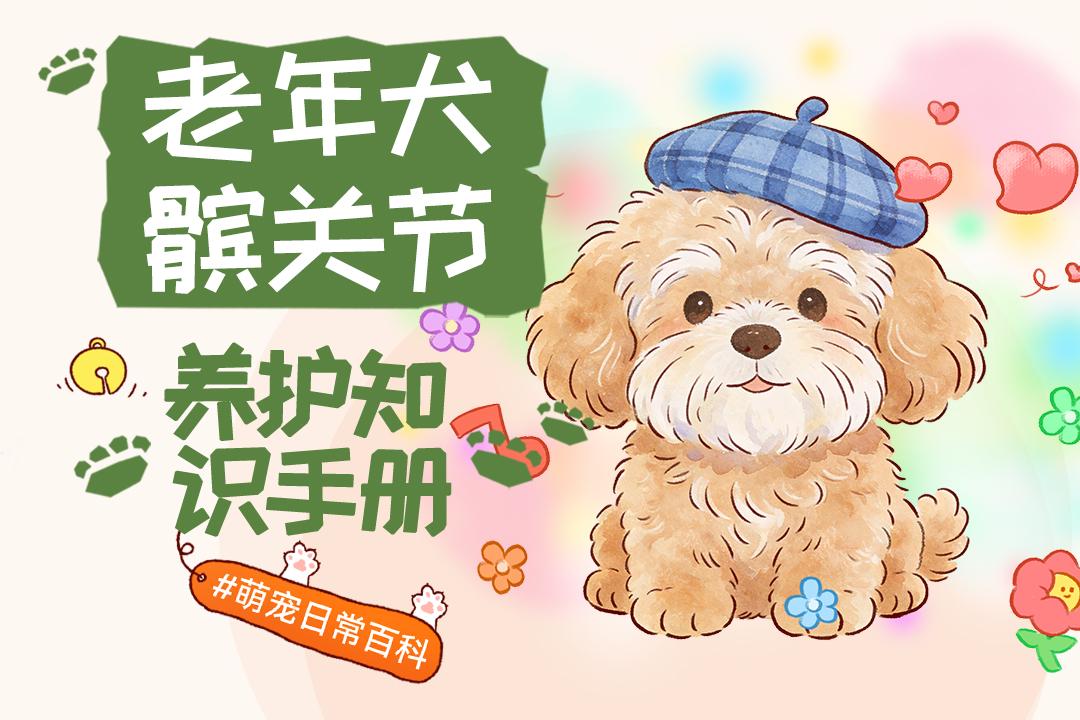 为什么老年犬需要保护髌关节？