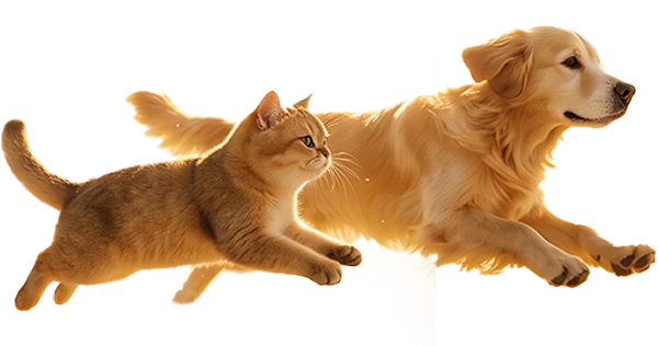 相伴奔跑的猫和狗